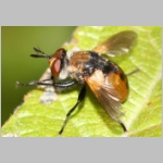 Gymnosoma sp - Raupenfliege 21.jpg